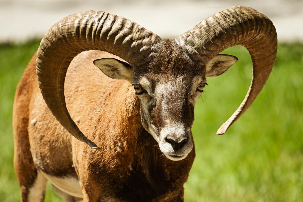  Aries zodiac